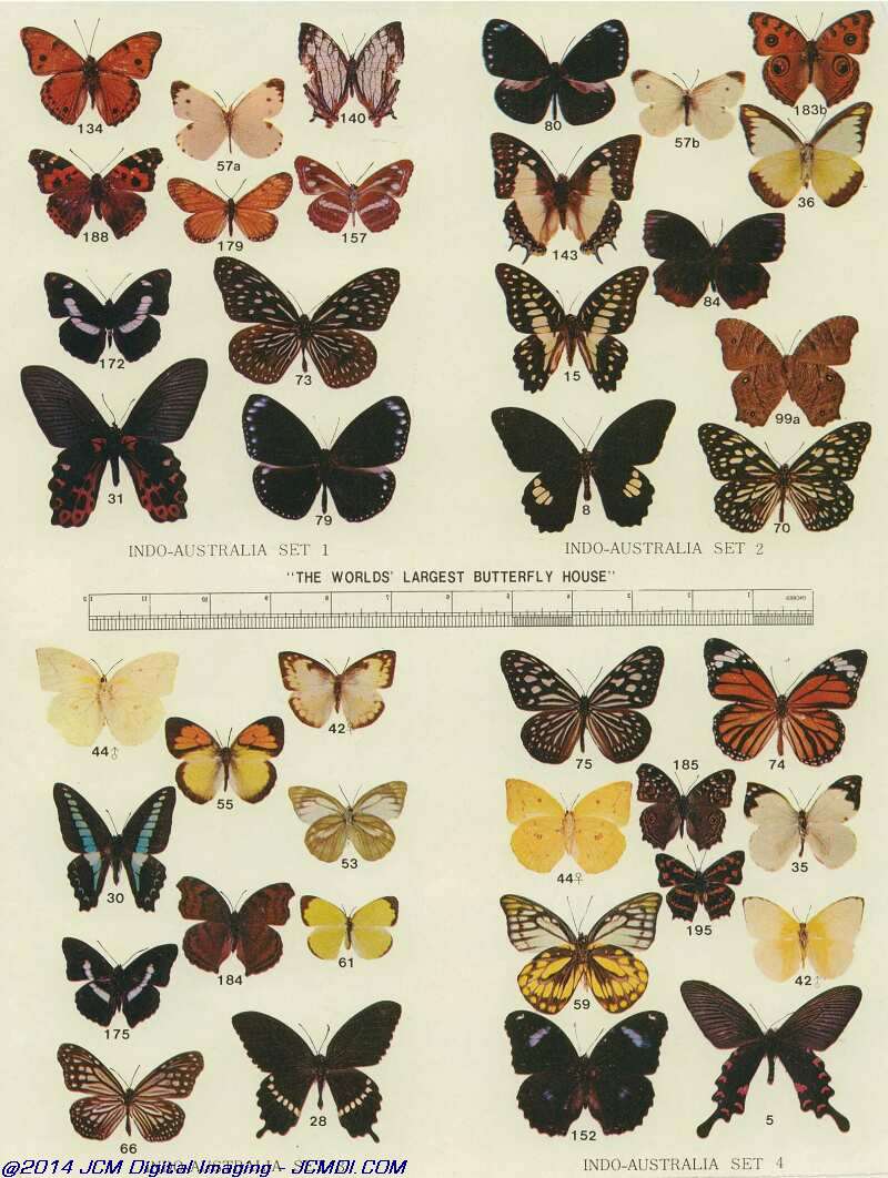 The Butterfly Company (NY) 3 Page catalog (No Date)